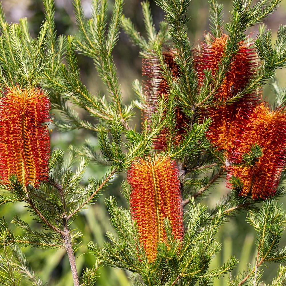 Amazon.co.jp: ITANSE バンクシア エリキフォリア 5号 1個売り